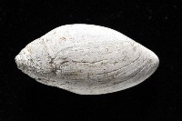中華大耳螺藏品圖，第5張