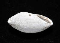 中華大耳螺藏品圖，第6張