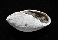 中華大耳螺藏品圖，第7張