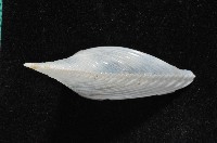 龍骨板螺藏品圖，第4張
