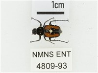 黑虎斑花金龜藏品圖，第1張