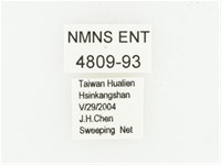 黑虎斑花金龜藏品圖，第2張