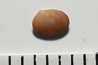 臺灣花瓣蛤藏品圖，第2張