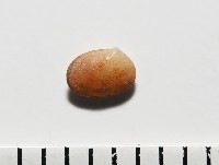 臺灣花瓣蛤藏品圖，第3張