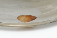 臺灣花瓣蛤藏品圖，第4張