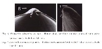 臺灣花瓣蛤藏品圖，第8張