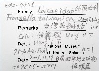 臺灣花瓣蛤藏品圖，第12張