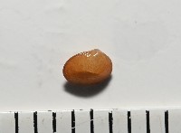 臺灣花瓣蛤藏品圖，第2張