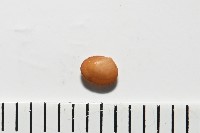 臺灣花瓣蛤藏品圖，第4張