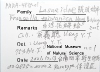 臺灣花瓣蛤藏品圖，第6張