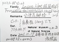 臺灣花瓣蛤藏品圖，第6張