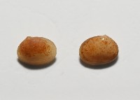 臺灣花瓣蛤藏品圖，第2張