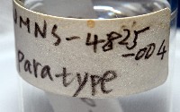 臺灣花瓣蛤藏品圖，第5張