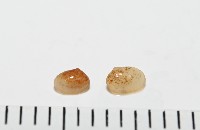 臺灣花瓣蛤藏品圖，第2張