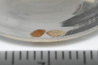 臺灣花瓣蛤藏品圖，第3張