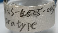臺灣花瓣蛤藏品圖，第5張