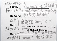 臺灣花瓣蛤藏品圖，第6張