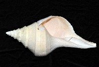 澳洲大香螺藏品圖，第2張