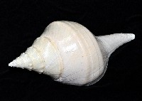 澳洲大香螺藏品圖，第3張
