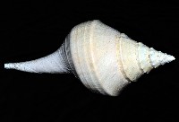 澳洲大香螺藏品圖，第4張