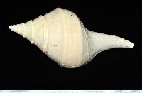 澳洲大香螺藏品圖，第5張
