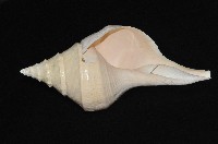 澳洲大香螺藏品圖，第6張