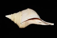 澳洲大香螺藏品圖，第7張
