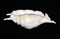駱駝螺藏品圖，第2張