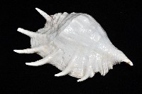駱駝螺藏品圖，第5張