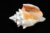 金拳鳳凰螺藏品圖，第3張