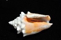 金拳鳳凰螺藏品圖，第4張