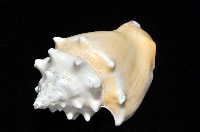 金拳鳳凰螺藏品圖，第6張
