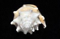 金拳鳳凰螺藏品圖，第8張