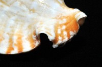 紫袖鳳凰螺藏品圖，第7張