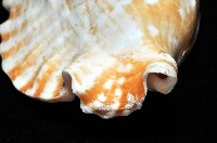 紫袖鳳凰螺藏品圖，第8張
