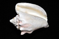 乳白鳳凰螺藏品圖，第3張
