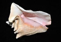 女王鳳凰螺藏品圖，第4張