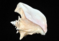 女王鳳凰螺藏品圖，第5張