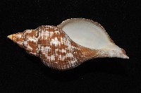 鬱金香旋螺藏品圖，第5張