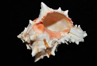 紅甘藍骨螺藏品圖，第3張