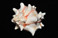 紅甘藍骨螺藏品圖，第4張