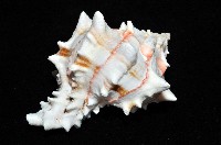 紅甘藍骨螺藏品圖，第6張