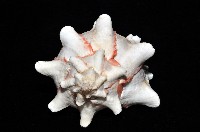 紅甘藍骨螺藏品圖，第7張