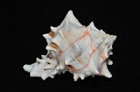 紅甘藍骨螺藏品圖，第8張