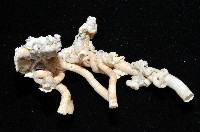 散子蛇螺藏品圖，第4張