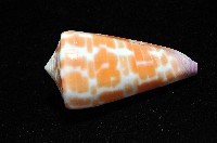 紅磚芋螺藏品圖，第4張