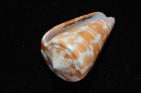 紅磚芋螺藏品圖，第5張