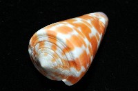 紅磚芋螺藏品圖，第6張