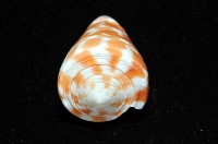 紅磚芋螺藏品圖，第7張