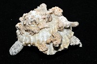 礫石綴殼螺藏品圖，第3張